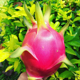 WHOLESALE WORLD FRESH DRAGON PITAYA WHITE DRAGON FRUIT